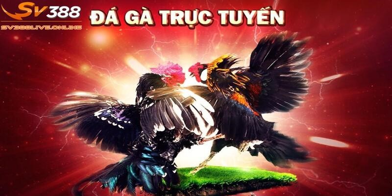 Nhận nhiều phần thưởng bất ngờ khi theo dõi đá gà SV388