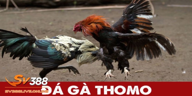 Đá gà Thomo là gì?
